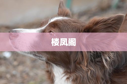 楼凤阁