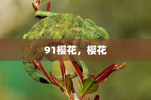 91樱花，樱花