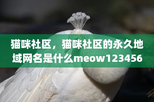 猫咪社区，猫咪社区的永久地域网名是什么meow123456