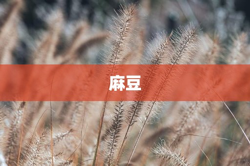 麻豆