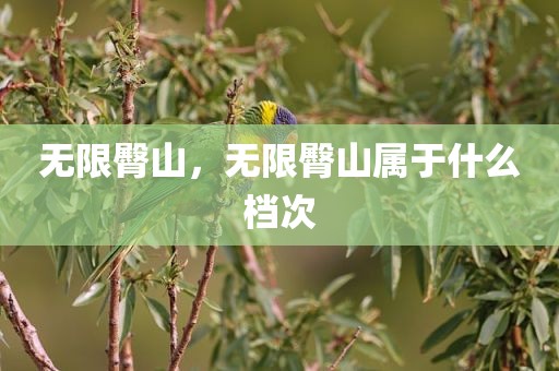 无限臀山，无限臀山属于什么档次