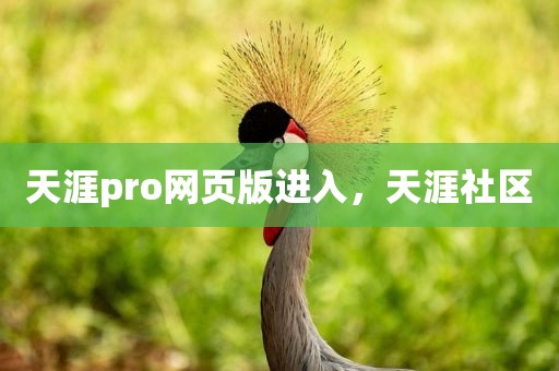 天涯pro网页版进入，天涯社区
