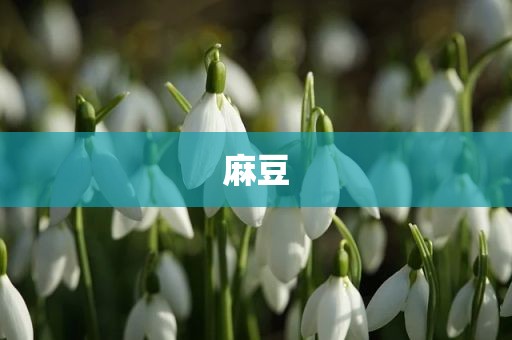 麻豆
