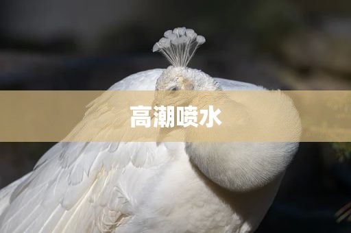 高潮喷水