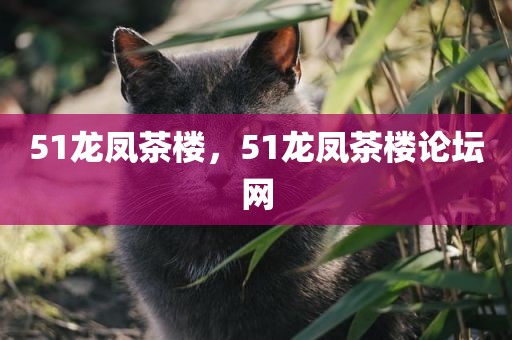 51龙凤茶楼，51龙凤茶楼论坛网