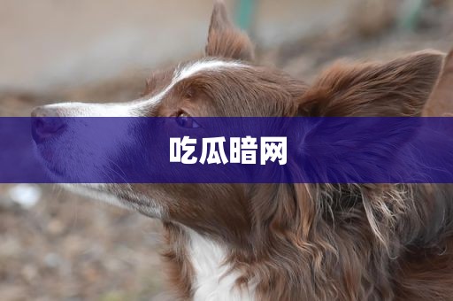 吃瓜暗网