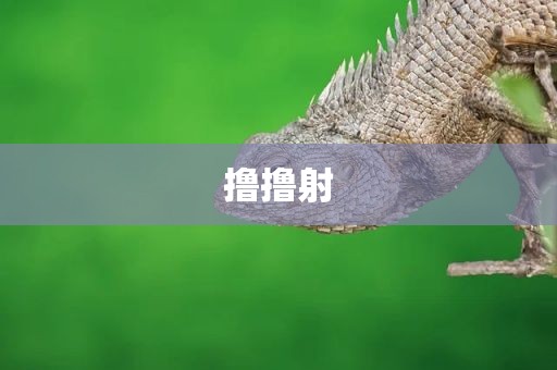 撸撸射