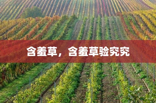 含羞草，含羞草验究究
