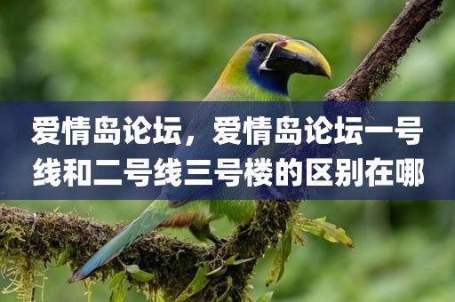 爱情岛论坛，爱情岛论坛一号线和二号线三号楼的区别在哪