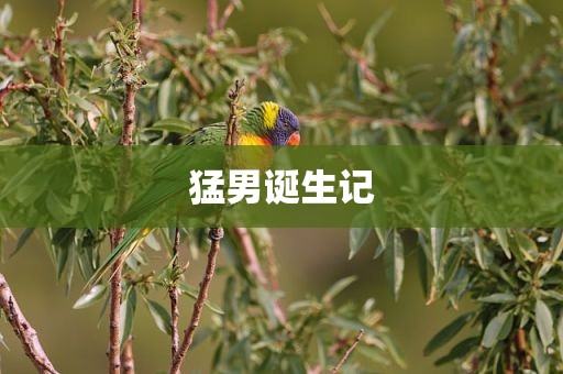 猛男诞生记