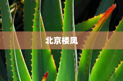 北京楼凤