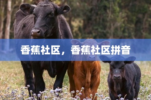 香蕉社区，香蕉社区拼音