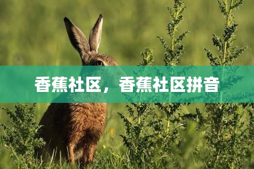 香蕉社区，香蕉社区拼音