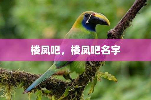 楼凤吧，楼凤吧名字