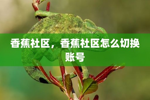 香蕉社区，香蕉社区怎么切换账号