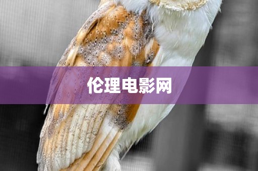 伦理电影网