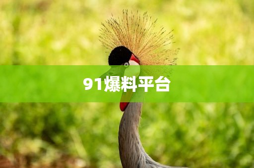 91爆料平台