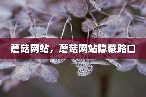 蘑菇网站，蘑菇网站隐藏路口