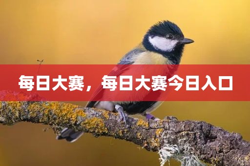 每日大赛，每日大赛今日入口