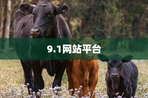 9.1网站平台