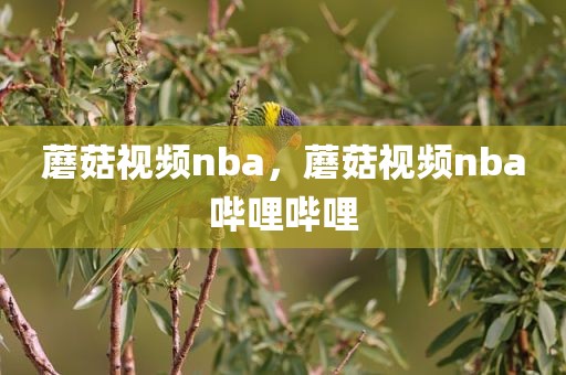 蘑菇视频nba，蘑菇视频nba哔哩哔哩