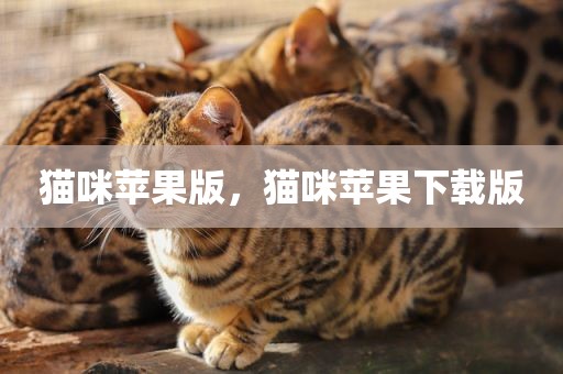 猫咪苹果版，猫咪苹果下载版