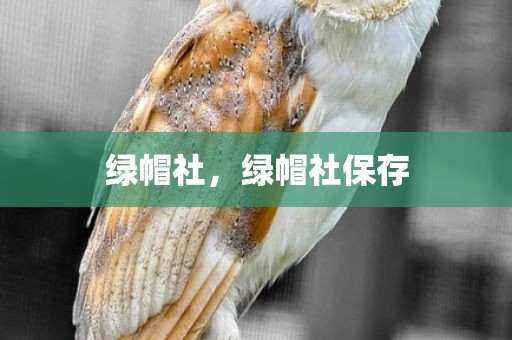 绿帽社，绿帽社保存