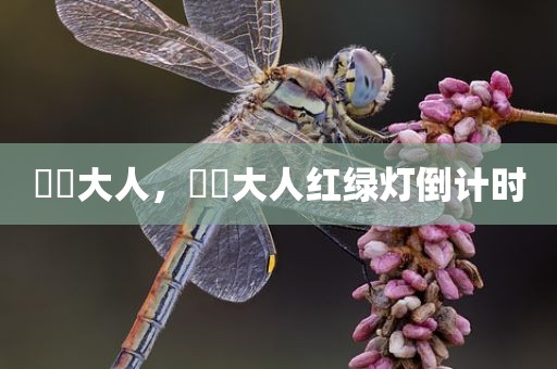 芃芃大人，芃芃大人红绿灯倒计时