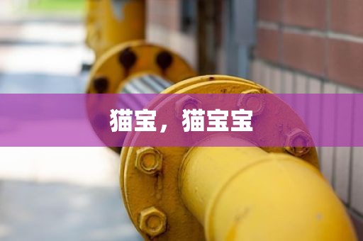 猫宝，猫宝宝