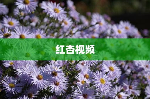 红杏视频