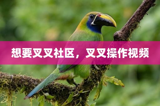 想要叉叉社区，叉叉操作视频