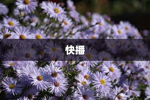快播