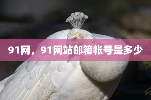 91网，91网站邮箱帐号是多少