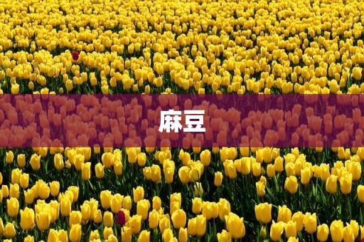 麻豆