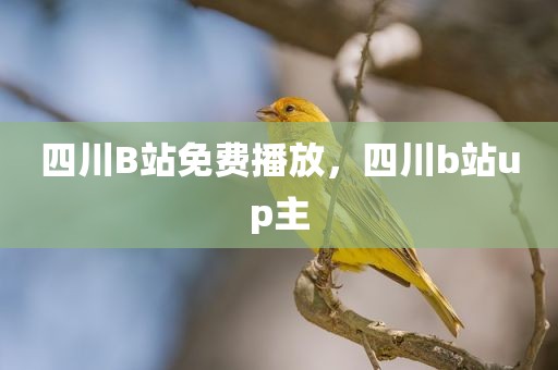 四川B站免费播放，四川b站up主