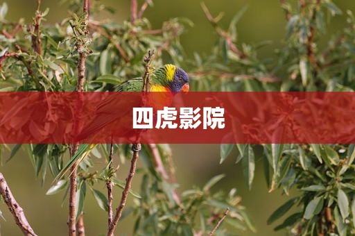 四虎影院