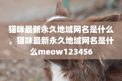 猫咪最新永久地域网名是什么，猫咪最新永久地域网名是什么meow123456
