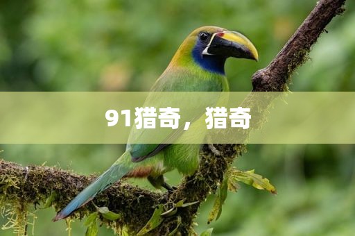91猎奇，猎奇
