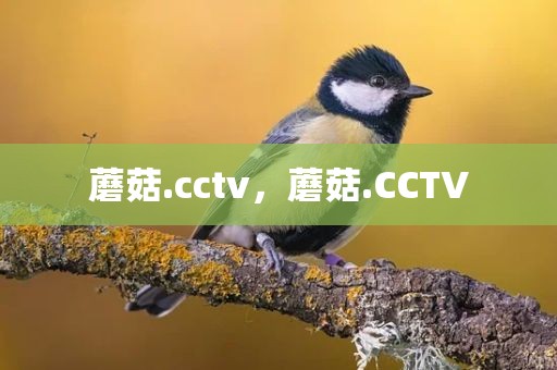 蘑菇.cctv，蘑菇.CCTV
