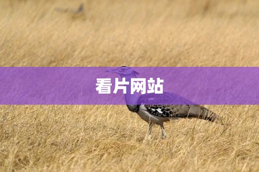 看片网站