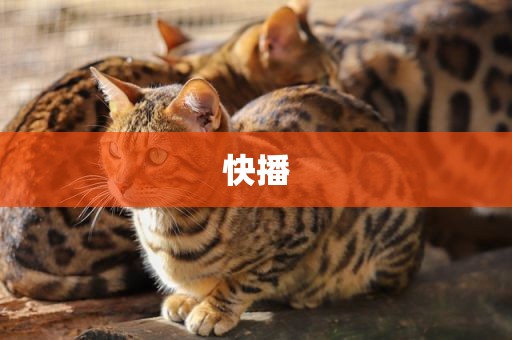 快播
