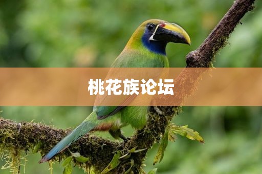 桃花族论坛