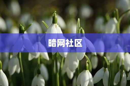 暗网社区