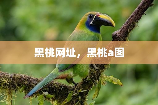 黑桃网址，黑桃a图