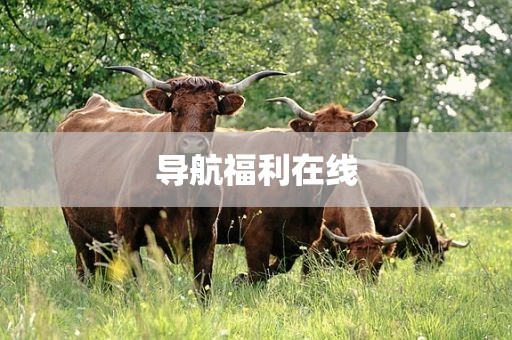 导航福利在线