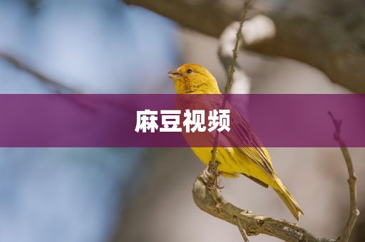 麻豆视频