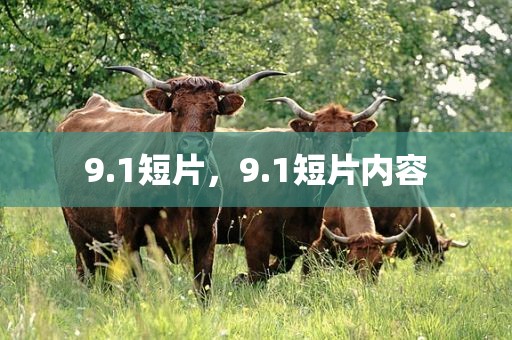 9.1短片，9.1短片内容