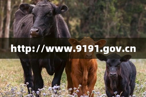 http://www.9191.gov.cn