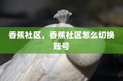 香蕉社区，香蕉社区怎么切换账号