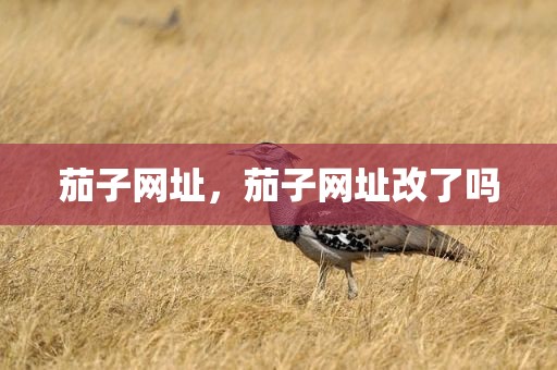茄子网址，茄子网址改了吗